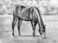 Legelő ló (Ceruza) 2012 szptember 295 x 210 mm